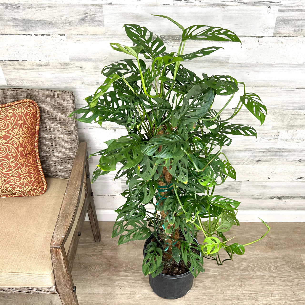 PHILO SWISS CHEESE TOTEM 10"